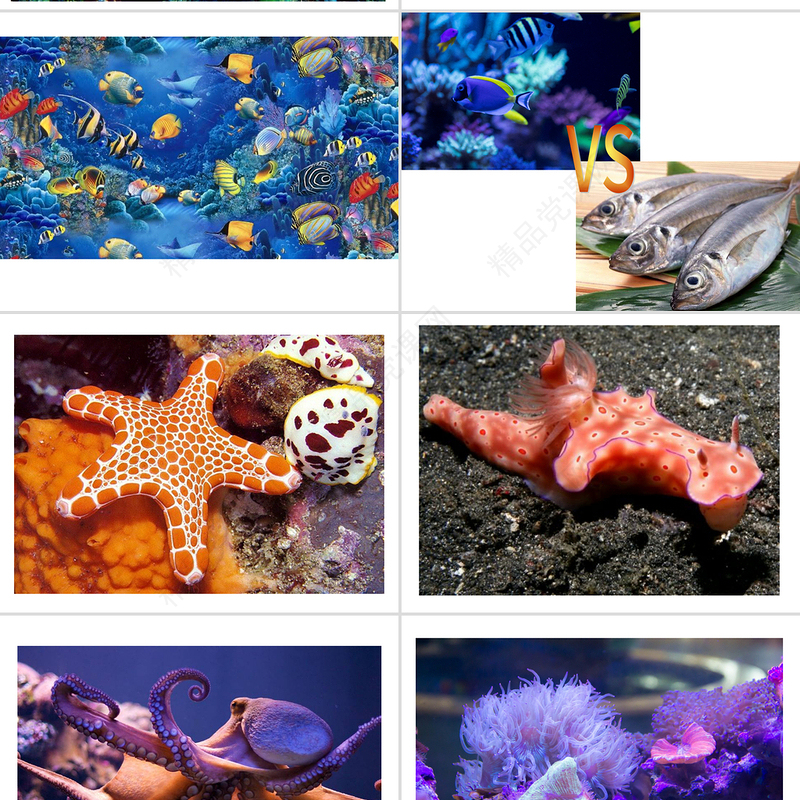 岭南版美术一下第2课海底世界多奇妙课件ppt