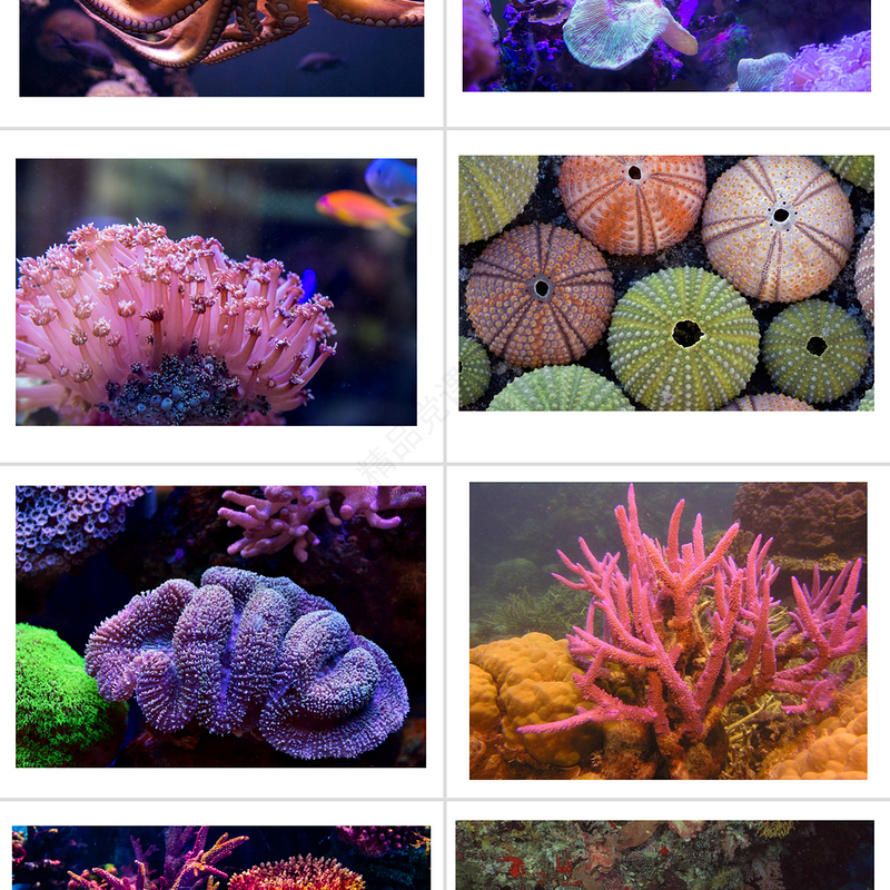 岭南版美术一下第2课海底世界多奇妙课件ppt