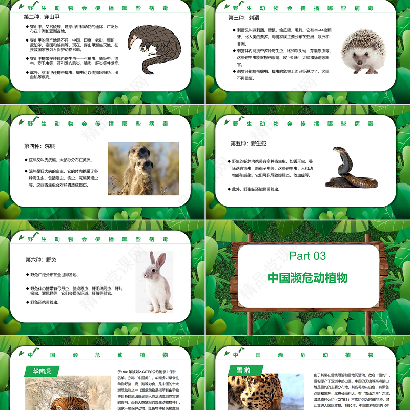 保护野生动植物PPT卡通简约风世界野生动植物日知识介绍课件模板